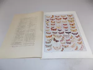 1903 antiker FARBDRUCK aus THE MOTH BUCH, Platte 47/FF - Bild 1 von 1