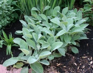 LAMBS EAR 50 SEEDS STACHYS LANATA DEEP ROSE EDIBLE EASY TO GROW - Picture 1 of 5