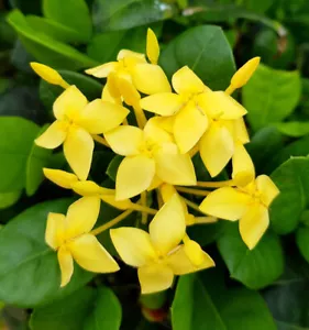 Ixora coccinea 50 SEEDS!! MIX orange, yellow, red, pink - Picture 1 of 6