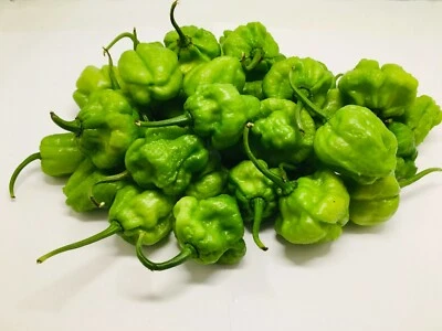 Fresh Green Jamaican Scotch Bonnet Hot Pepper pods - Flavorful and Spicy - Image 1 of 4