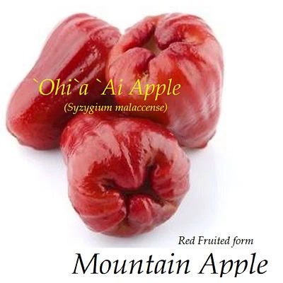RED Mountain Apple Fruit Tree Syzygium malaccense Ohi'a Ai Apple XL Size Plant - Image 1 of 4