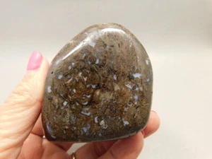 Petrified Wood Paleosmunda Polished Rock Australia Paleo Osmunda Fern #O20 - Picture 1 of 10