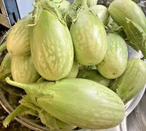 30 Indian Green Eggplant Fresh Organic seeds ~ Eggplant Seeds. - Picture 1 of 12