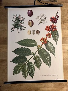 Kaffee Nutzpflanze Rollkarte Schulwandkarte 50 cm x 70 cm - Bild 1 von 2