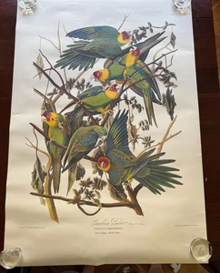 carolina pappagallo john j audubon frse mws #6 piatto 26 poster pstacus carolinensis - Foto 1 di 13