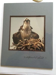 "FAMILY PORTRAIT II" OSPREY PHOTOGRAPH BY MICHAEL L SMITH - Picture 1 of 5