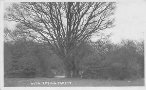 uk41657 epping forest real photo uk london real photo - Picture 1 of 2