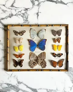 ancien cadre d’entomologie du Brésil papillon taxidermie insecte vintage etude - Imagen 1 de 6