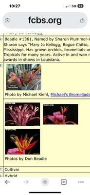 Bromeliad Billbergia  ‘Mary Jo KelloggHalf Mature  PlantCollector Item  Rare !!! - Image 1 of 4