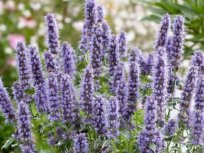 Variegated Agastache Crazy Fortune - El tipo de planta de colibrí que debes tener Foto 1 de 4