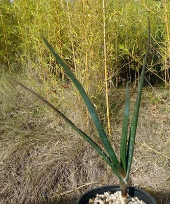 ALOE BARBERAE cactus kakteen cacti caudex plante grasse succulenten - Photo 1/4