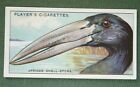 AFRICAN OPENBILL STORK   Vintage 1920's Illustrated Card   BD07M
