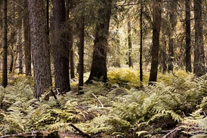 Fotomurale foresta autunnale alberi autunnali - carta da parati incollata o carta da parati autoadesiva - Foto 1 di 2