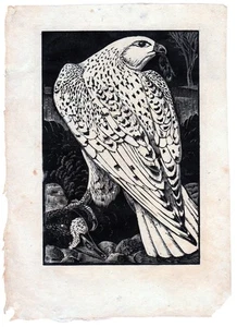 Tunnicliffe: Halcón de Groenlandia con aves silvestres - Imagen 1 de 5