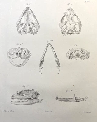 Placa de ilustración zoológica antigua con estampado de calavera de lagarto del siglo XIX Foto 1 de 4
