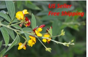 35 seeds- Pigeon Peas (Cajanus Cajun) Perennial Legumes - Free Shipping - Picture 1 of 3