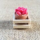 Clay Succulent Red Plant Dollhouse Miniature Flowers In Terracotta Pot Decor