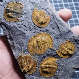 Trilobit Declivolithus (Nankinolithus) Titan Fossil Marokko Arthropoden - Bild 1 von 22