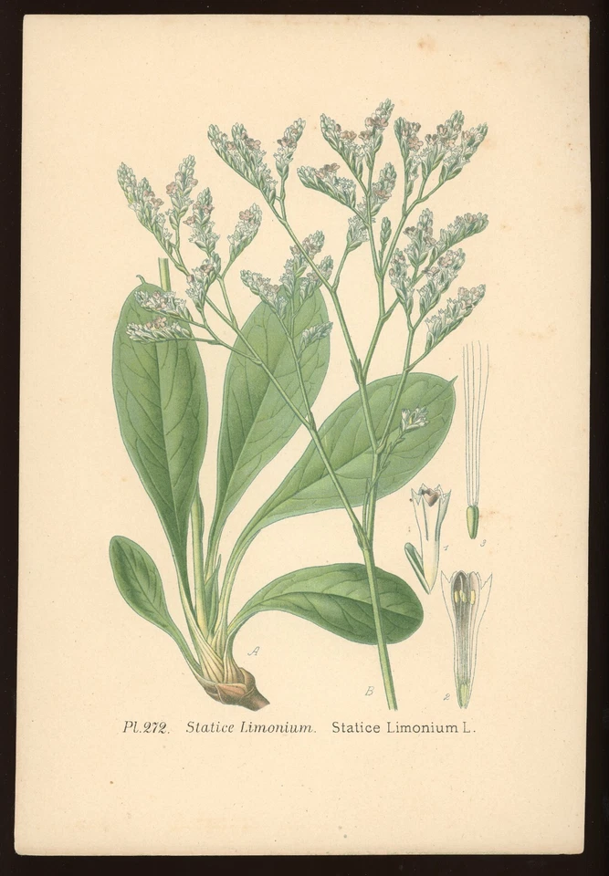 Planche botanique : Statice Limonium. Atlas des plantes, Masclef, XIXe - Photo 1/1