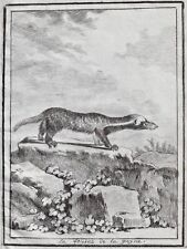 Wiesel weasel Guyana animals drawing Zeichnung dessin 1780