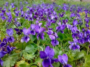 30+ Viola 'Queen Charlotte' Flower Seeds - Fragrant Purple Sweet English Violet - Picture 1 of 3