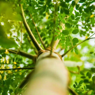 MIRACLE TREE 5 Seeds | Moringa Oleifera Medicinal Drumstick Horseradish Exotic - Image 1 of 4