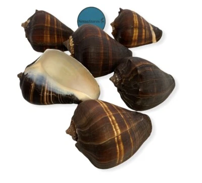 NessaStores Natural Fiber Conch Sea Shell Beach Home Decor 4"-5" (2 pcs) #JC-074 - Image 1 of 3