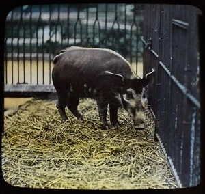 ANTIQUE Magic Lantern Slide ZOO LECTURE NO17 AFRICAN RIVER HOG C1888 PHOTO - Picture 1 of 2