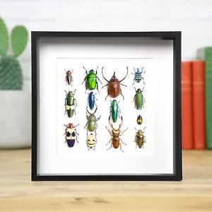 Beetle Collection Insect Bug Entomology Taxidermy Box Frame Home Decor Ornament - Foto 1 di 3