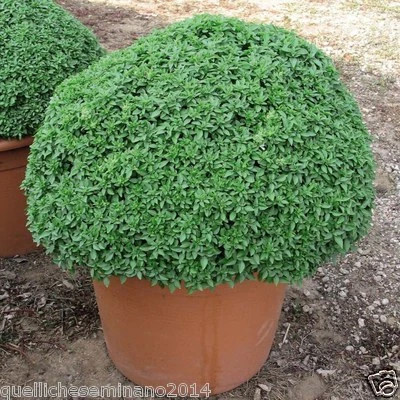 Basilico Greco A Palla  BASILICO FOGLIA VERDE FINE PIANTA AROMATICA 400 semi - Immagine 1 di 4