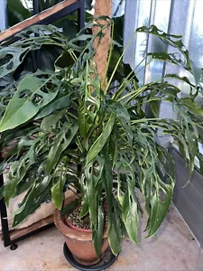 Monstera obliqua tiwinza Narrow - Bild 1 von 5