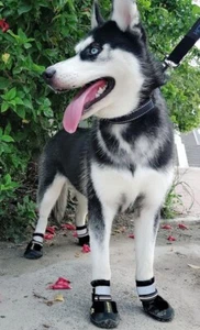 dog shoes size 7 3.1"x2.7"(L*W) 63-78 lbs Reflective Straps, Waterproof Antislip - Picture 1 of 5
