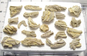 Bromuro Ordovícico Pararchaeocrinus crinoide brazos fósiles pinulos exhibición 1/oferta - Imagen 1 de 9