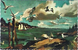 Postal de Gulls Coast Maine sin publicar - Imagen 1 de 2