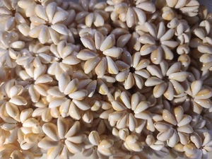 Loose Cowrie Shell Rings Hawaii - Picture 1 of 3