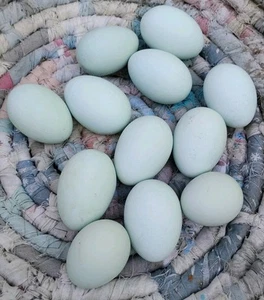 12 Fertile Ameraucana Hatching Eggs - Picture 1 of 4