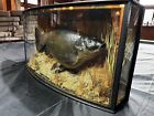Cased fish Taxidermy Tench caught 1995