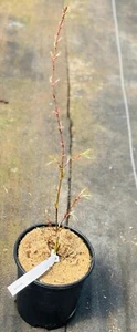 Acer palmatum 'Fairy Hair' (Fairy Hair Japanese Maple) Rare! - Picture 1 of 4