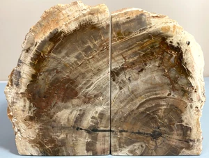 Petrified Wood Bookends ~8"x2"x6" Over 9 lbs Polished/Rough w/Live Edge #3 - Picture 1 of 8