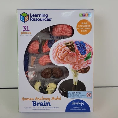 Brain Model Learning Educational Realistic Science Biology Anatomy Kit BRAND NEW - Image 1 of 2