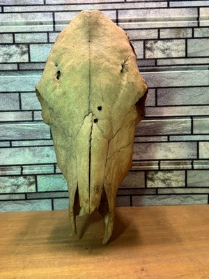 "Cráneo de toro de 19"" hueso de novillo cráneo patio arte artesanía occidental natural hueso natural" Foto 1 de 4
