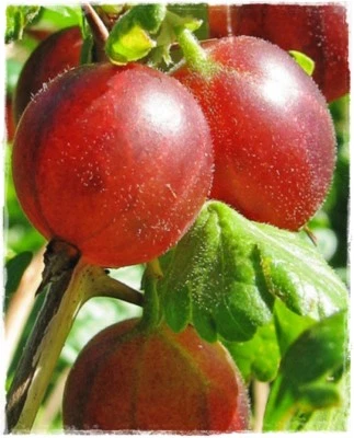 Pianta di UVA SPINA ROSSA 'Hinnonmaki Red' - vaso 14 cm - h. 40/50 cm - Immagine 1 di 3