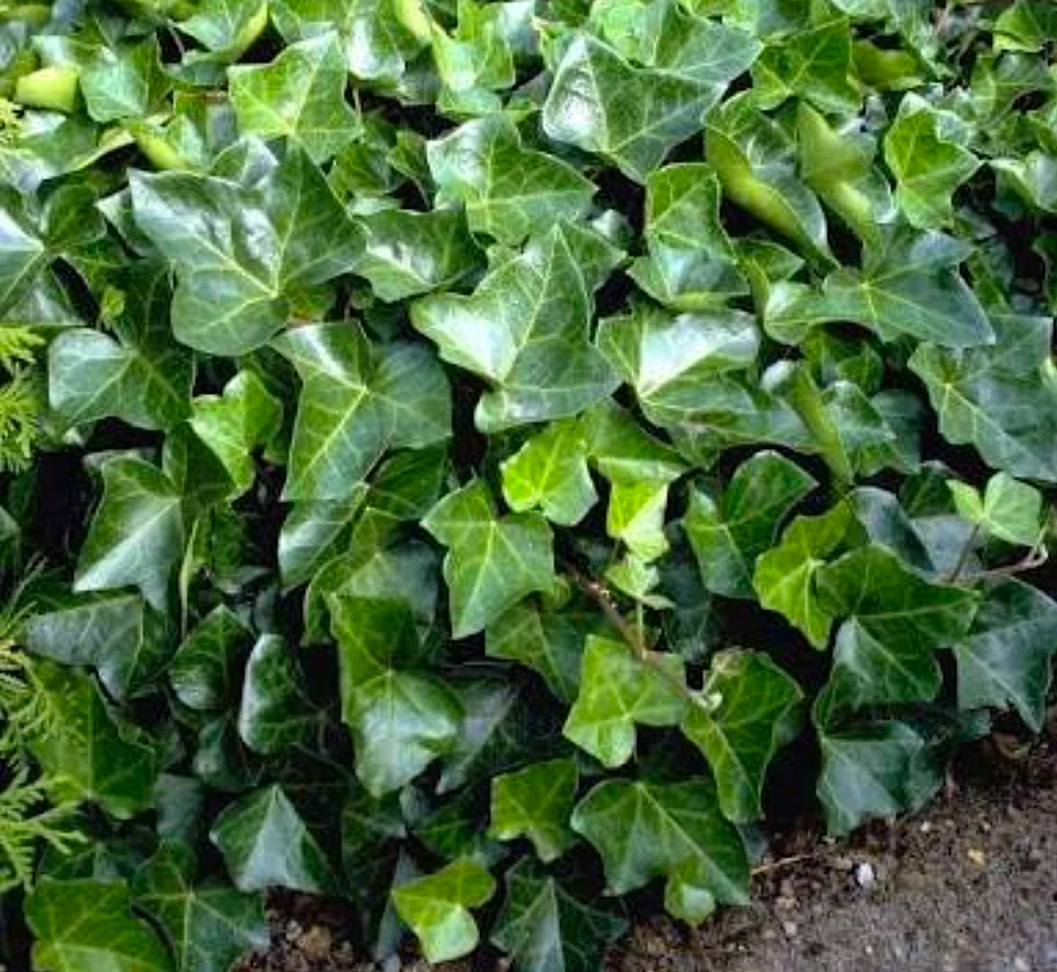 20 ROOTED English Ivy 10"-15" Cuttings Hedera Helix Vines Groundcover - Image 1 of 1
