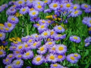 3 Erigeron Azure Fairy (blue fleablane, ERB) seedling plug plants - Picture 1 of 3