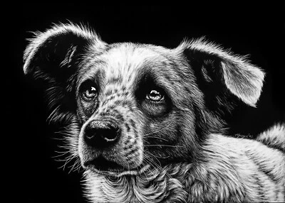 SALE * Original Farm DOG Scratchboard Art Painting ATTENTIVE Eye Portrait Animal - Image 1 of 3