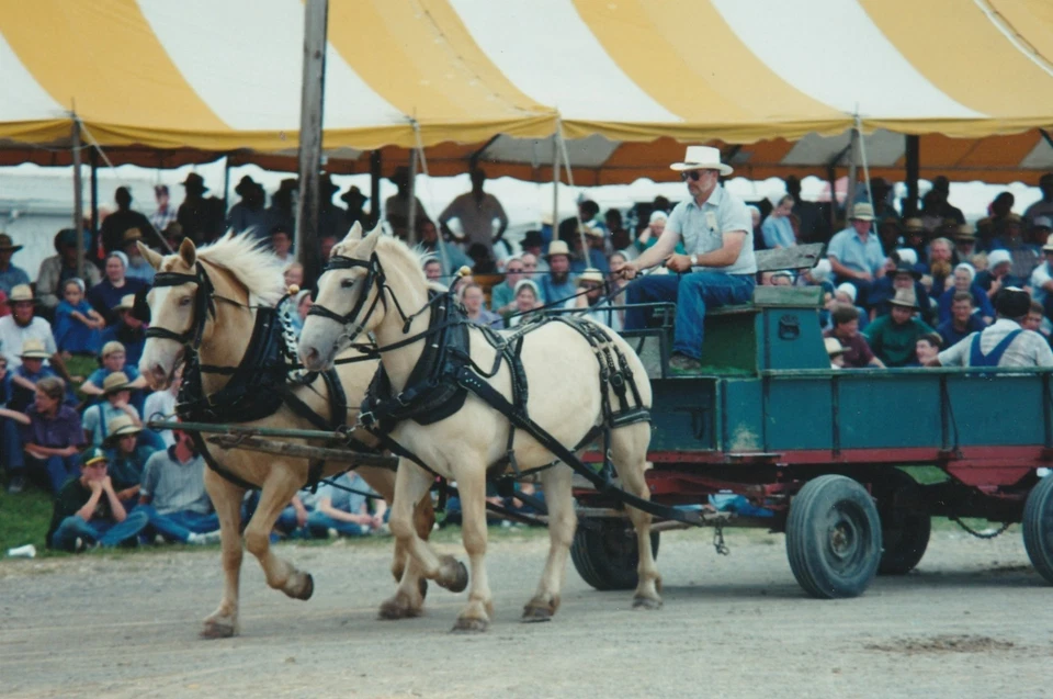 Postal de enganche de caballo American Cream Draft Foto 1 de 1