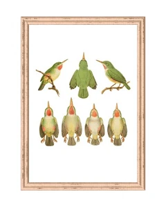 Vintage Jamaican Tody Bird Art Print 5x7 Retro Wall Art Decor Illustration - Picture 1 of 2