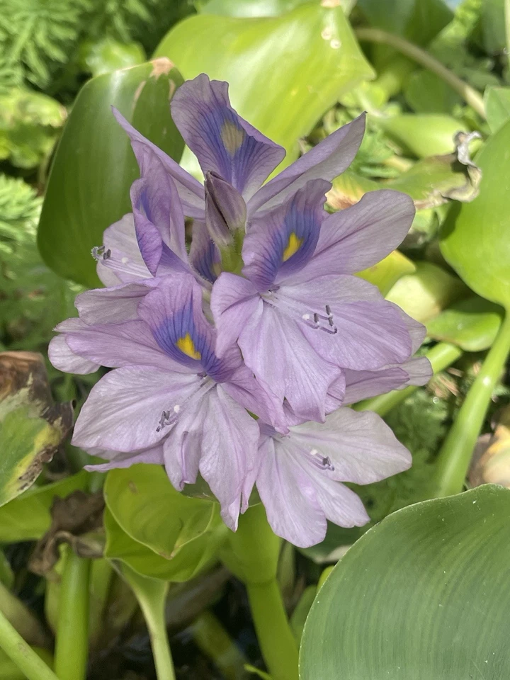 6 Large Water Hyacinth Pond Plants  Floating Live 10 To 12 In Tall Beautiful! - Image 1 of 1
