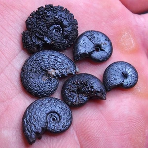 6 pcs 14-22 mm Ammonite Hematite Morocco Jurassic Fossil Ammoniten 2271 - Picture 1 of 9