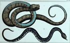 The Sibon Argus Dipsadidae Snake Engraving Print Original 19Eme Century